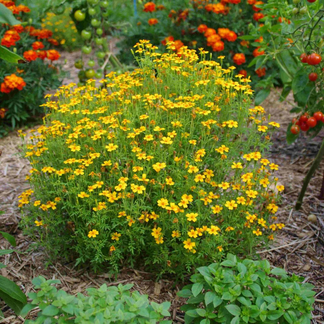 les-semences-de-l-ombelle-tag-te-agrume-bio-graines image 2