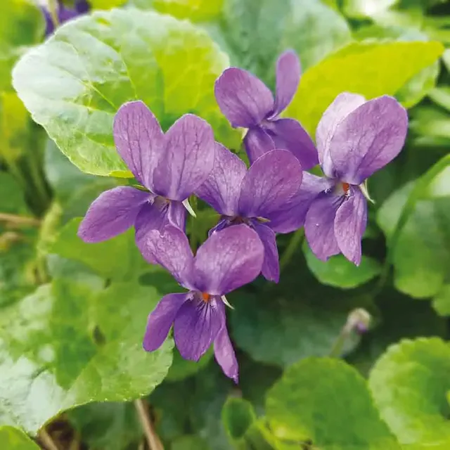 ferme-de-sainte-marthe-violette-odorante-graines-fleurs image 1