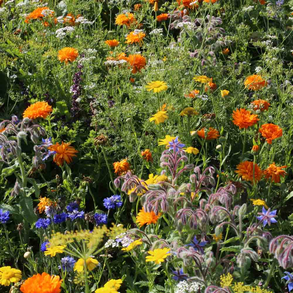 ferme-de-sainte-marthe-m-lange-fleurs-cuisiner-graines-sachet image 1