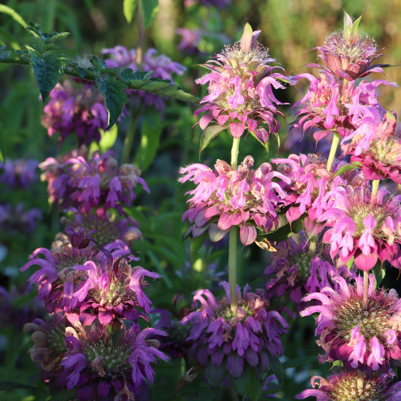 les-semences-de-l-ombelle-monarde-citron-graines-aromatiques-bio image 1