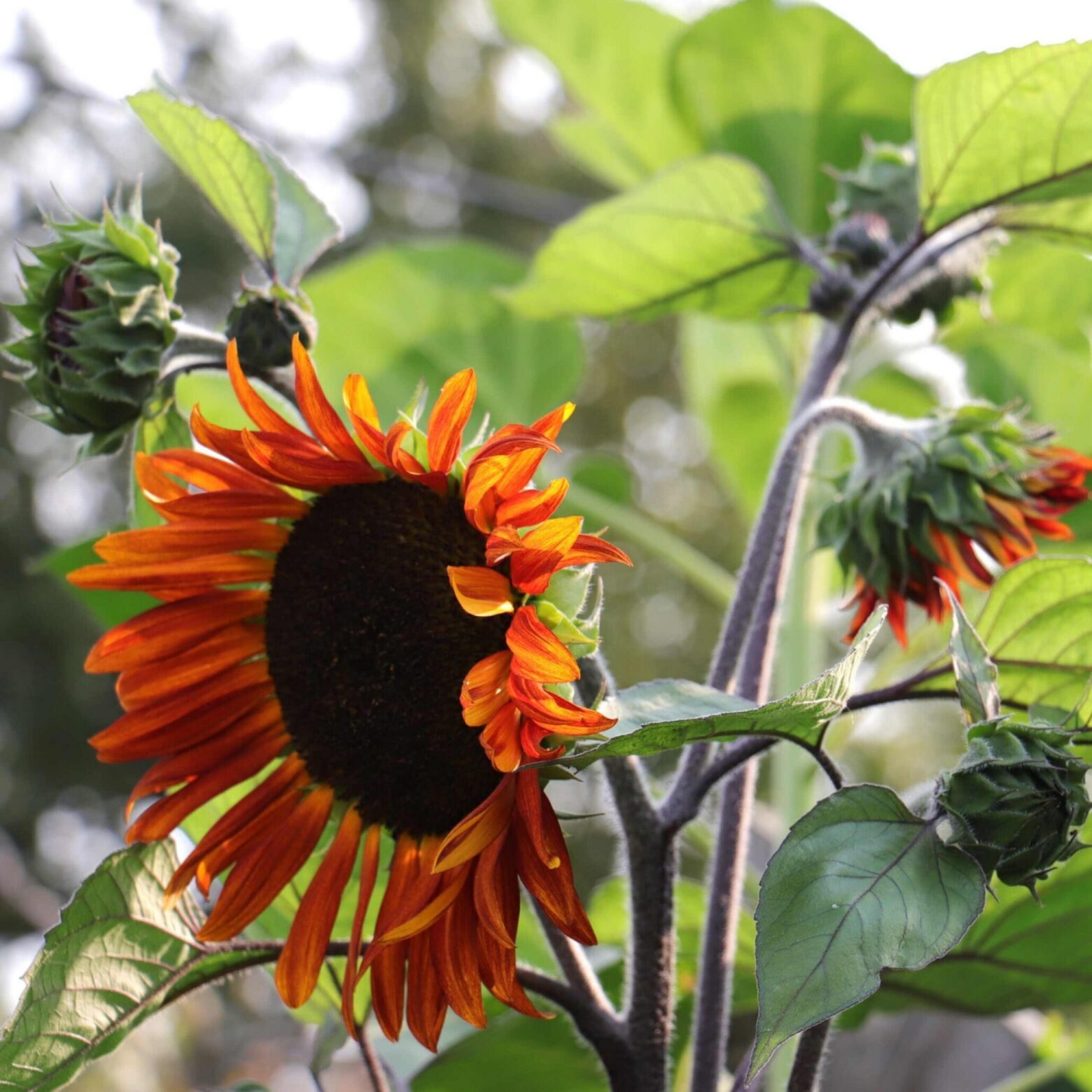 les-semences-de-l-ombelle-tournesol-velvet-queen-graines-fleurs-bio image 2