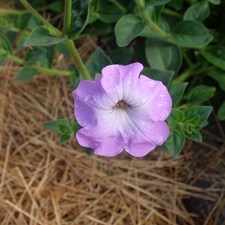 la-bo-te-graines-petunia-integrifolia-bio-graines-fleurs image 4