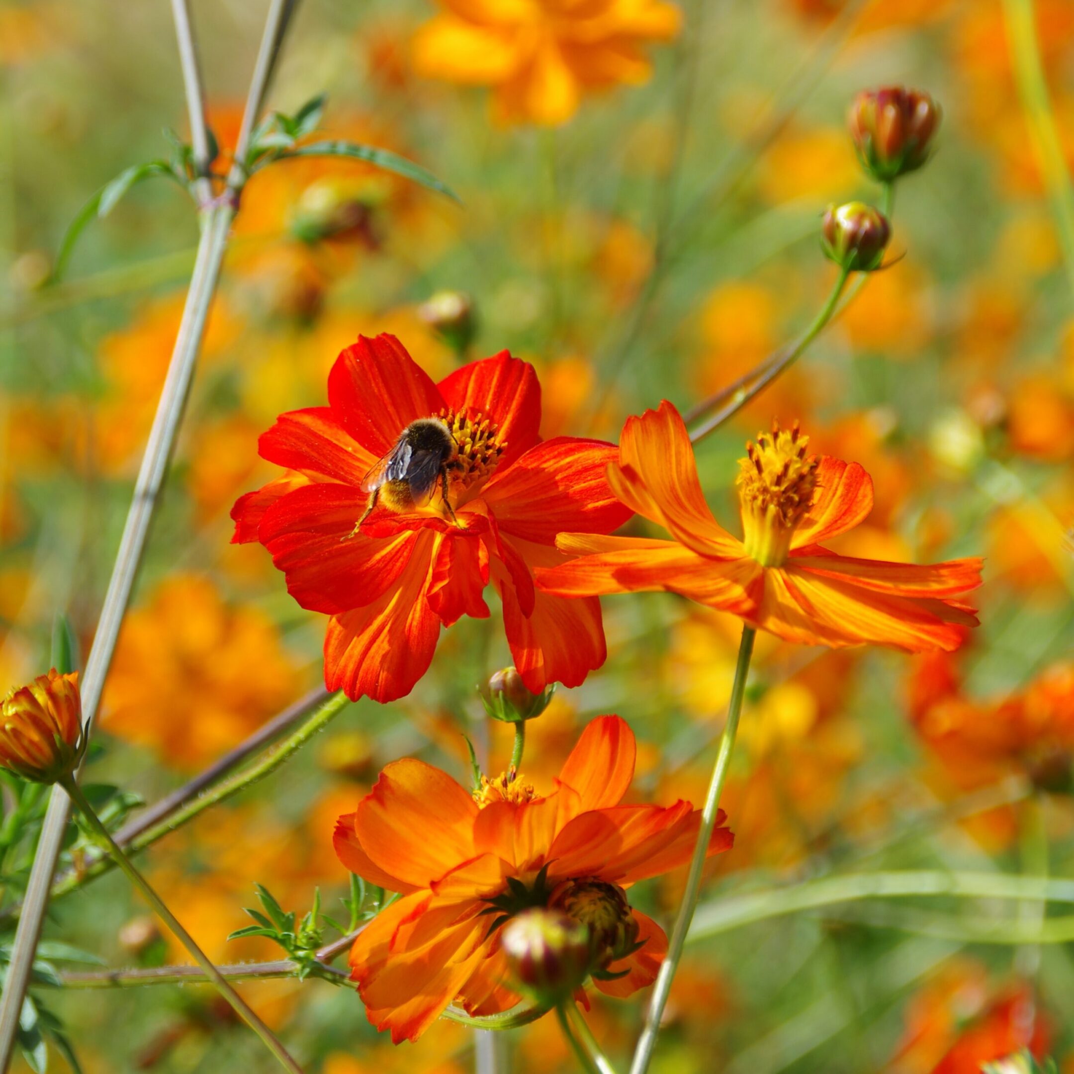 les-semences-de-l-ombelle-cosmos-red-junny-graines-bio image 2