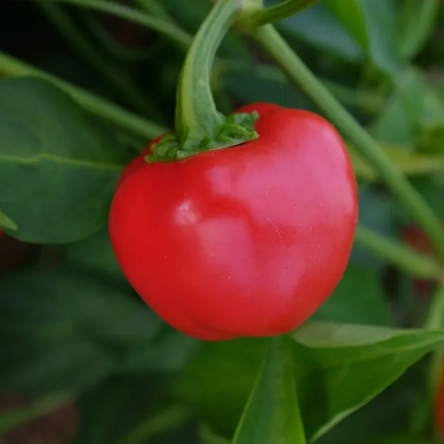 la-bo-te-graines-mini-red-bell-graines-poivron-bio-rouge image 1