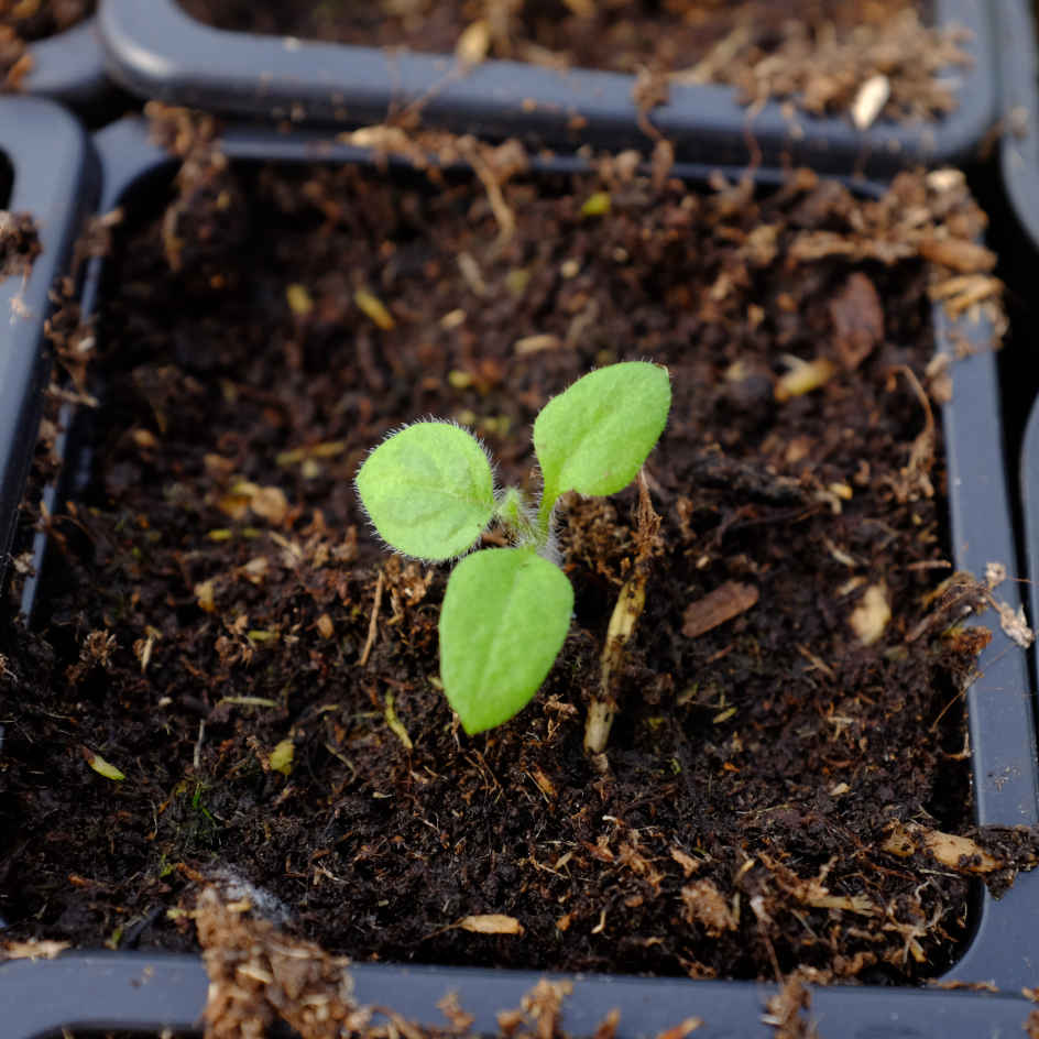 la-bo-te-graines-physalis-peruviana-graines-l-gumes-bio image 5