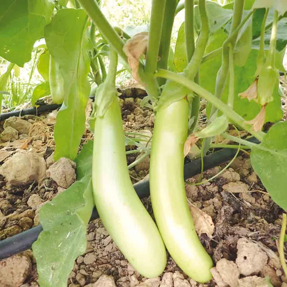 ferme-de-sainte-marthe-thai-long-green-graines-aubergine-bio image 1