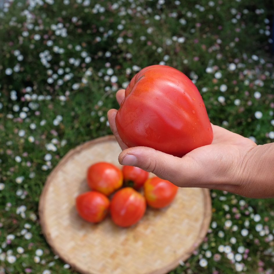 la-bo-te-graines-graines-l-gumes-tomate-c-ur-de-b-uf-j-rusalem-bio image 2