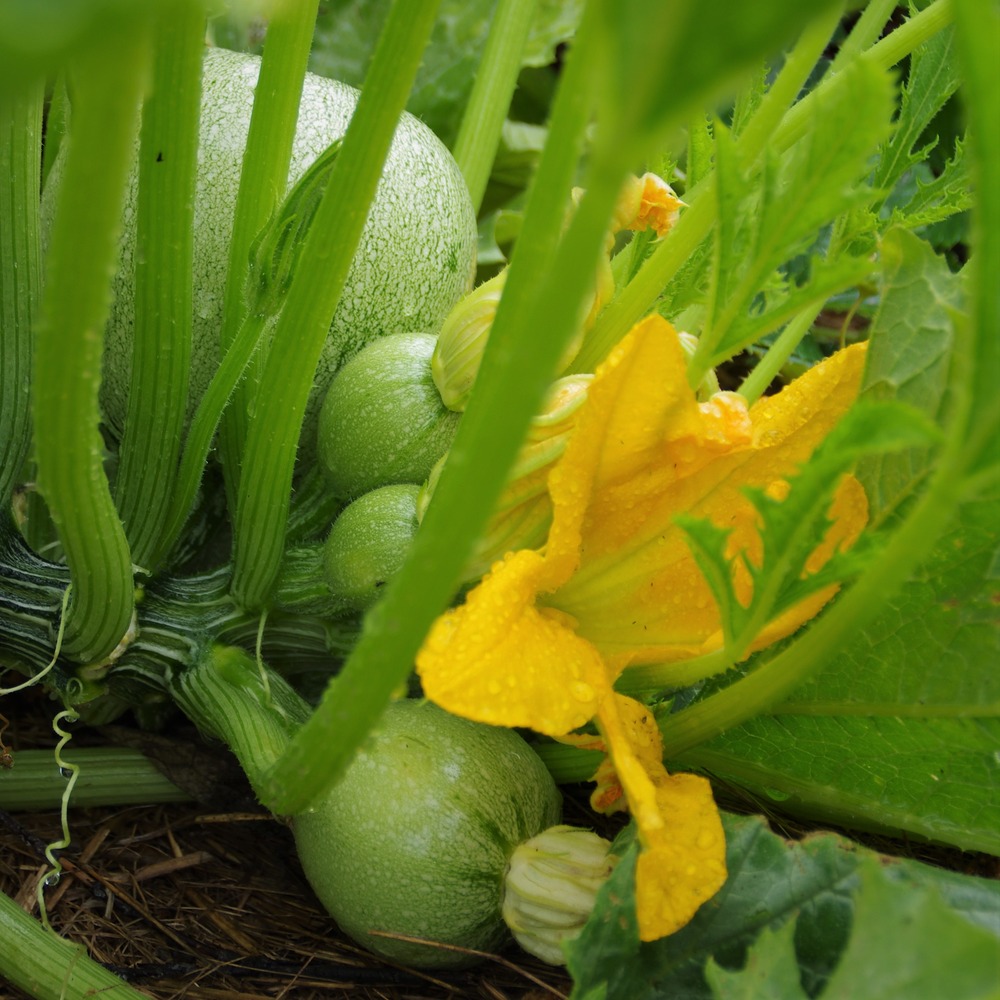les-semences-de-l-ombelle-courgette-nice-graines-bio-ronde image 2