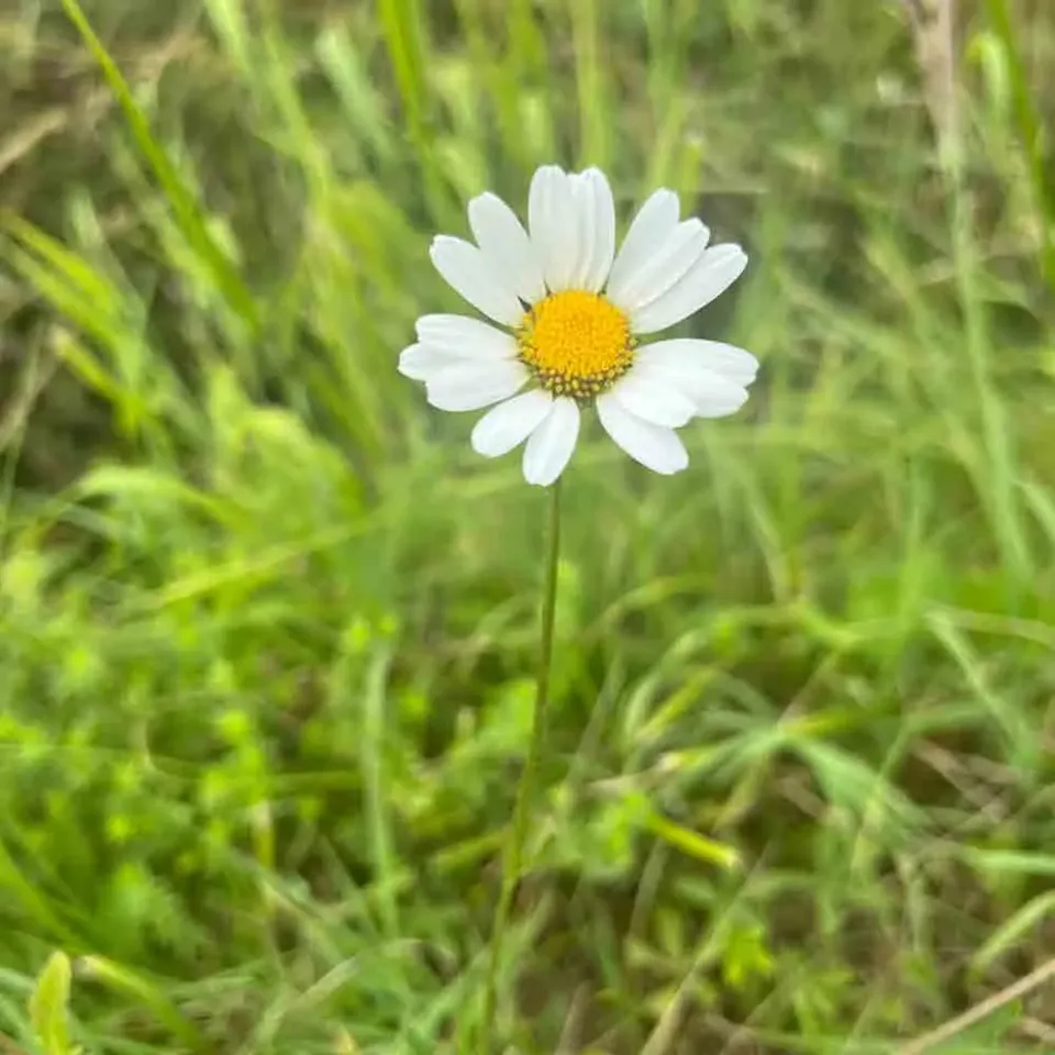 ferme-de-sainte-marthe-marguerite-reine-de-mai-graines-fleurs-bio-vivace image 1