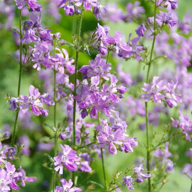les-semences-de-l-ombelle-orchid-e-du-pauvre-graines-fleurs-bio image 1
