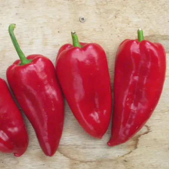 la-bo-te-graines-boyanska-kapiya-graines-poivron-bio-rouge image 1
