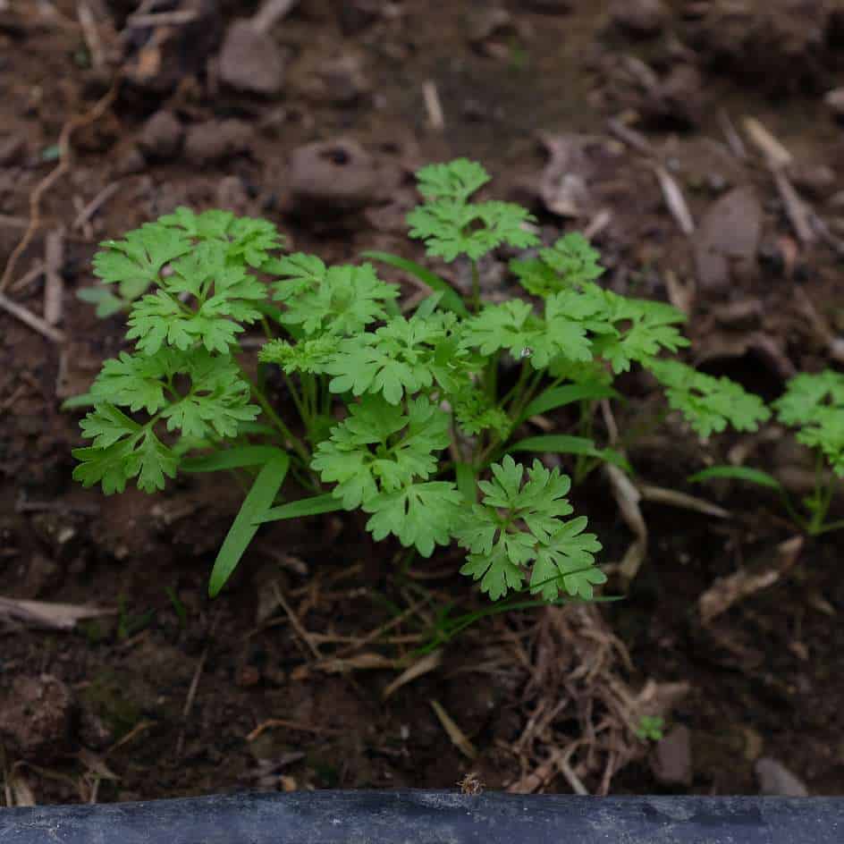la-bo-te-graines-cerfeuil-commun-bio-graines-aromatiques-anis image 1