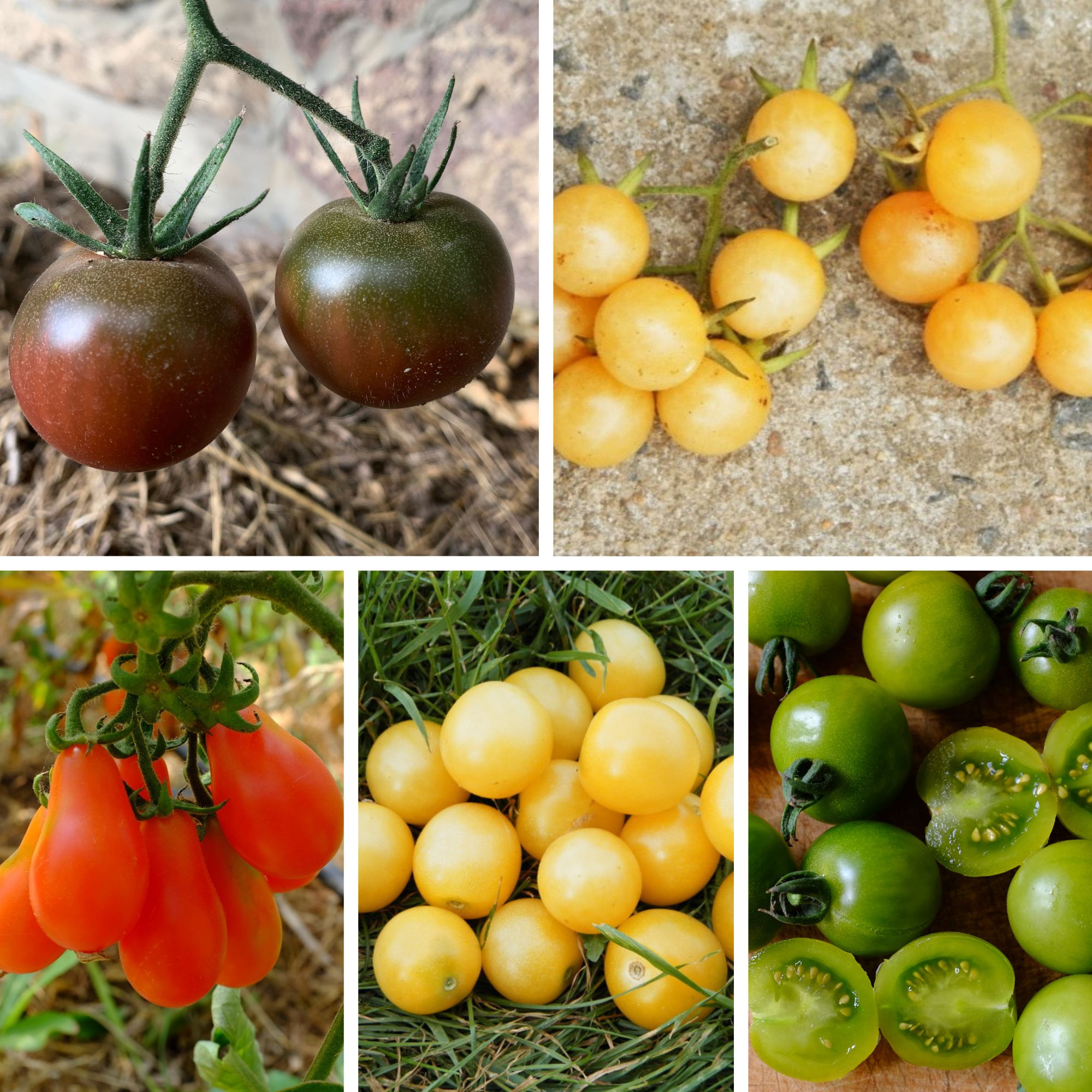 la-bo-te-graines-m-lange-tomates-cerises-graines-bio-5-vari-t-s image 1