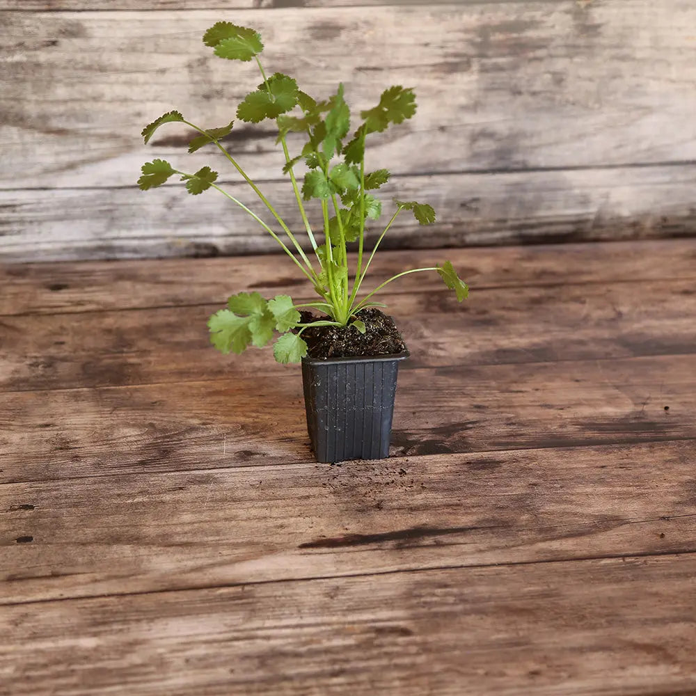 ferme-de-sainte-marthe-coriandre-plant-aromatique-bio image 1