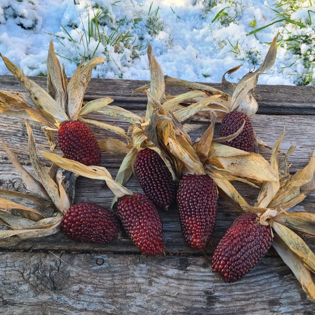 les-semences-de-l-ombelle-ma-s-popcorn-fraise-graines-potag-res image 1