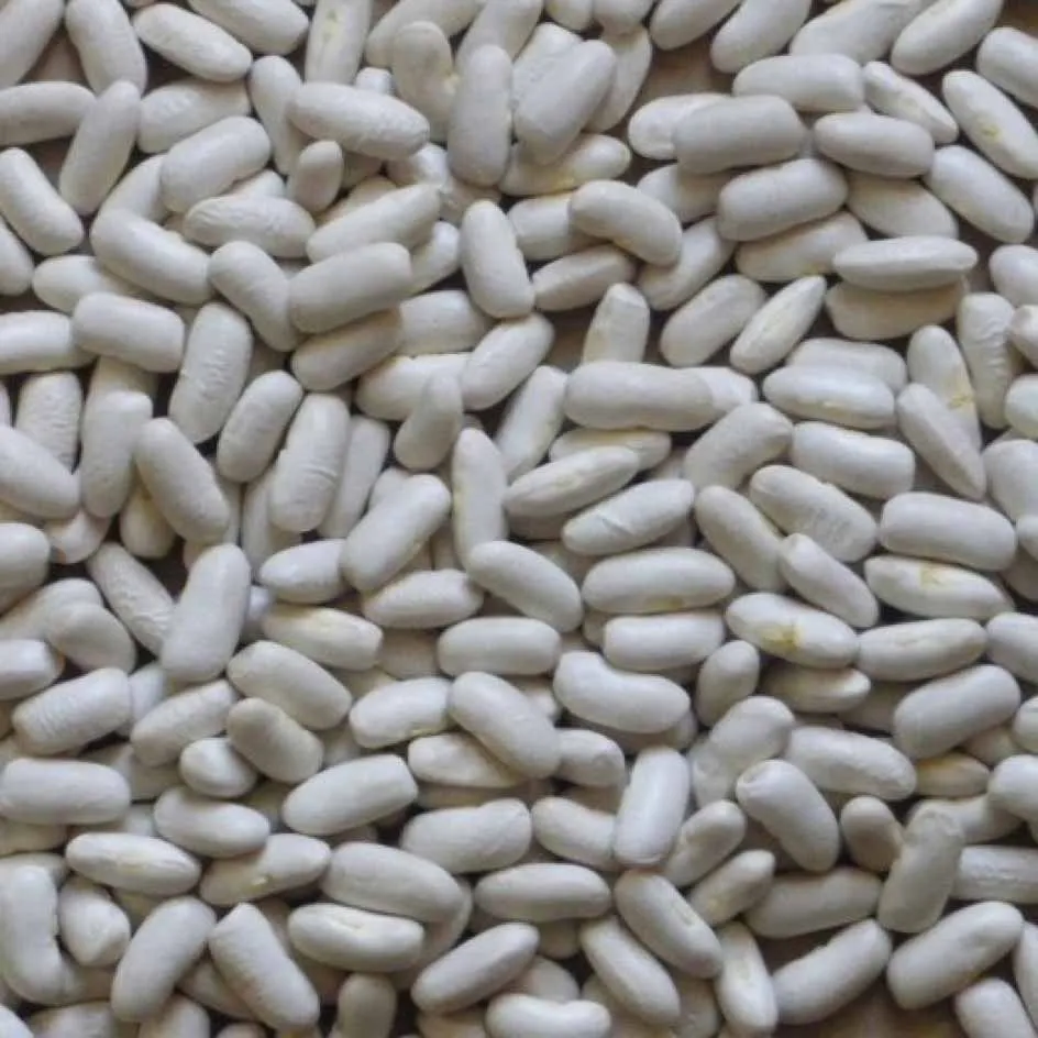 la-bo-te-graines-haricot-lingot-mogette-bio-graines-l-gumes image 1