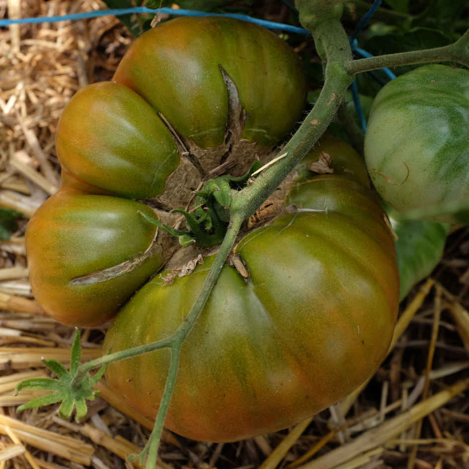 la-bo-te-graines-tomate-ananas-noire-graines-l-gumes-bio-mi-saison image 1