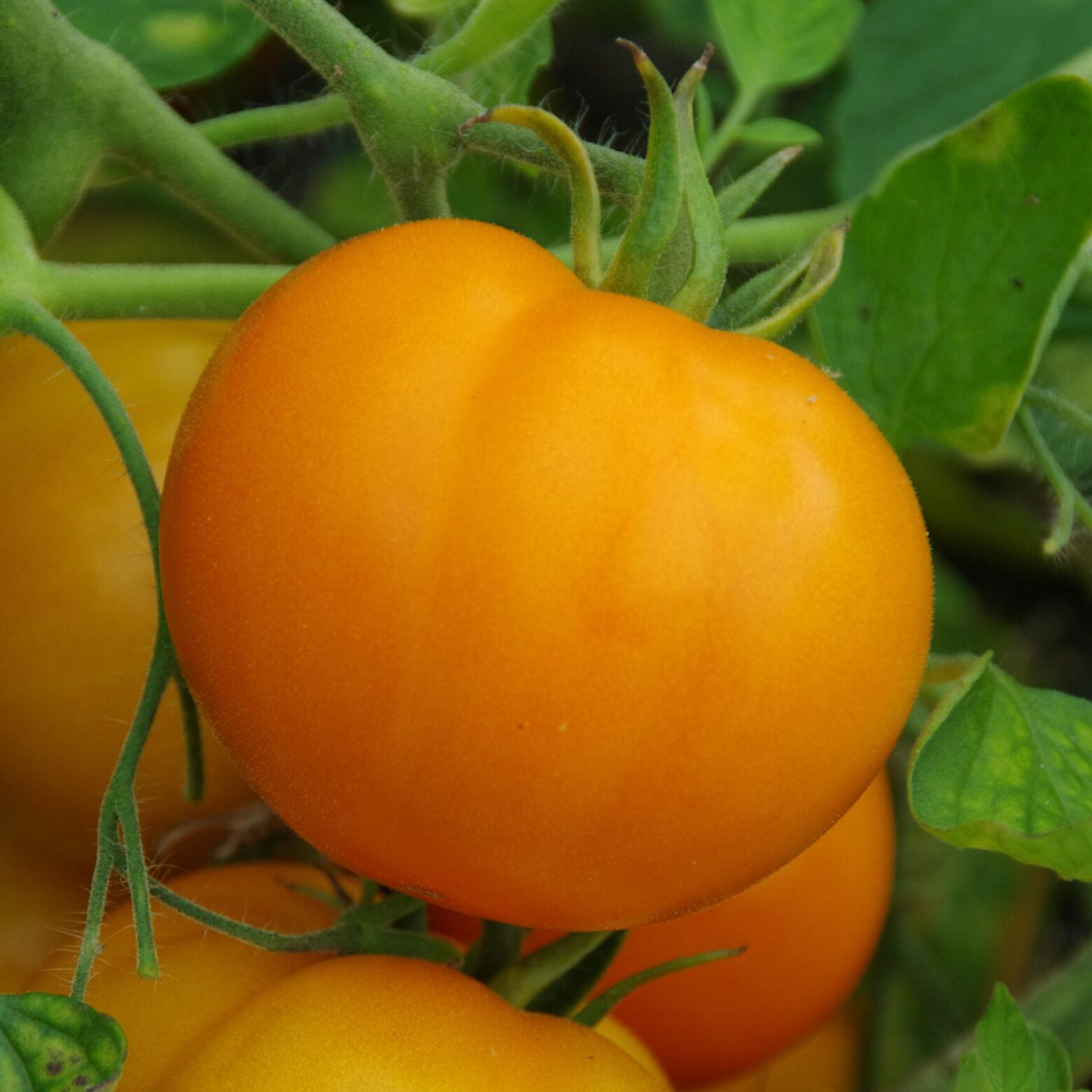 les-semences-de-l-ombelle-tomate-orange-queen-graines-bio-tuteur image 2
