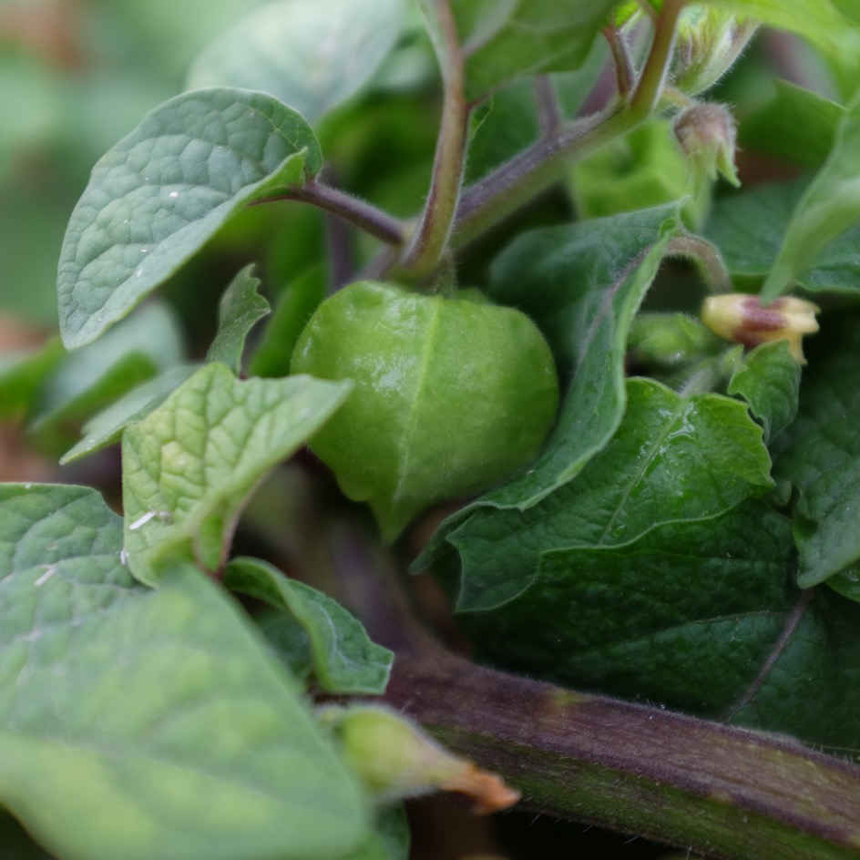 la-bo-te-graines-graines-l-gumes-physalis-goldie-bio image 3