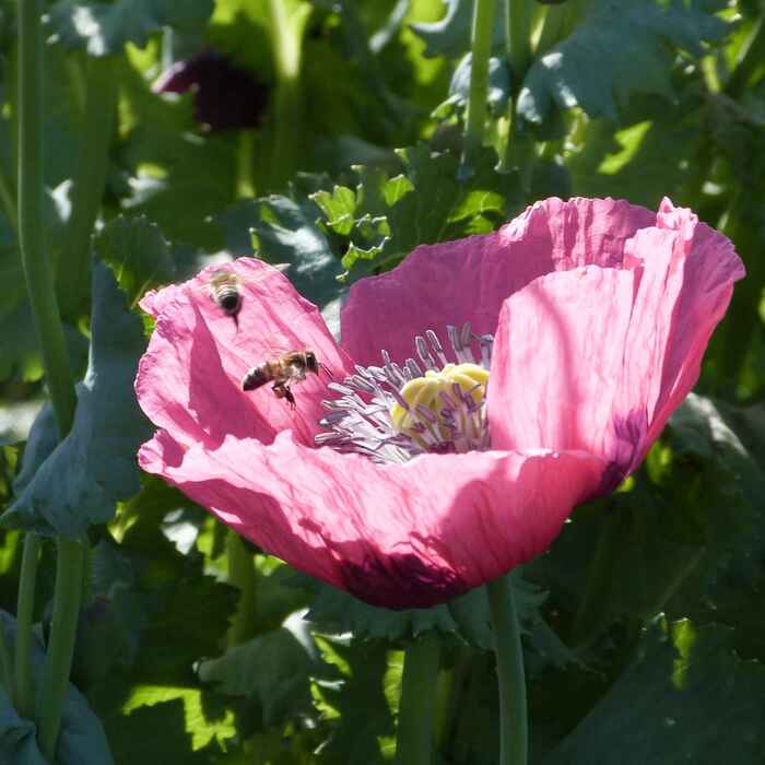 les-semences-de-l-ombelle-pavot-rose-graines-fleurs-bio-simple image 2