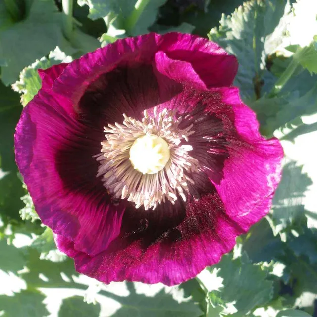 la-bo-te-graines-graines-fleurs-pavot-lauren-s-grape-bio-violet image 1