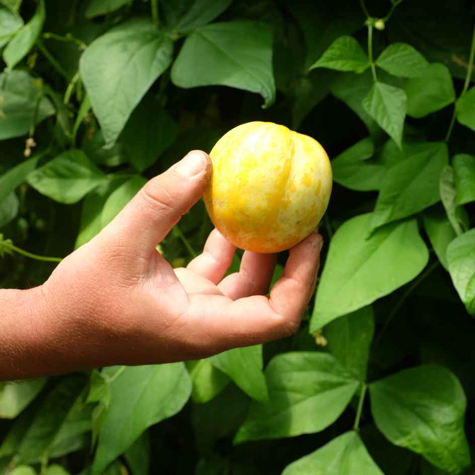 la-bo-te-graines-concombre-lemon-graines-bio-jaune image 3