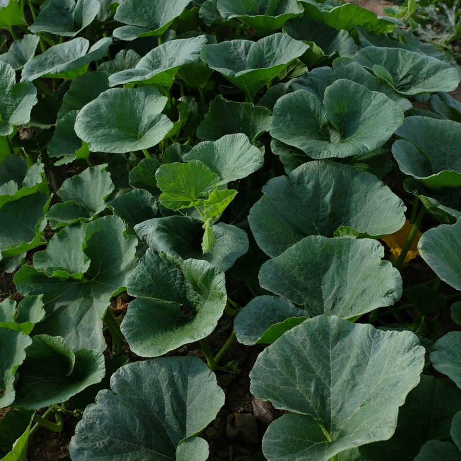 la-bo-te-graines-potimarron-uchiki-kuri-graines-l-gumes-bio image 3