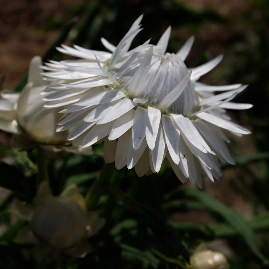 la-bo-te-graines-graines-fleurs-immortelle-blanc-pur-bio-bouquet image 3
