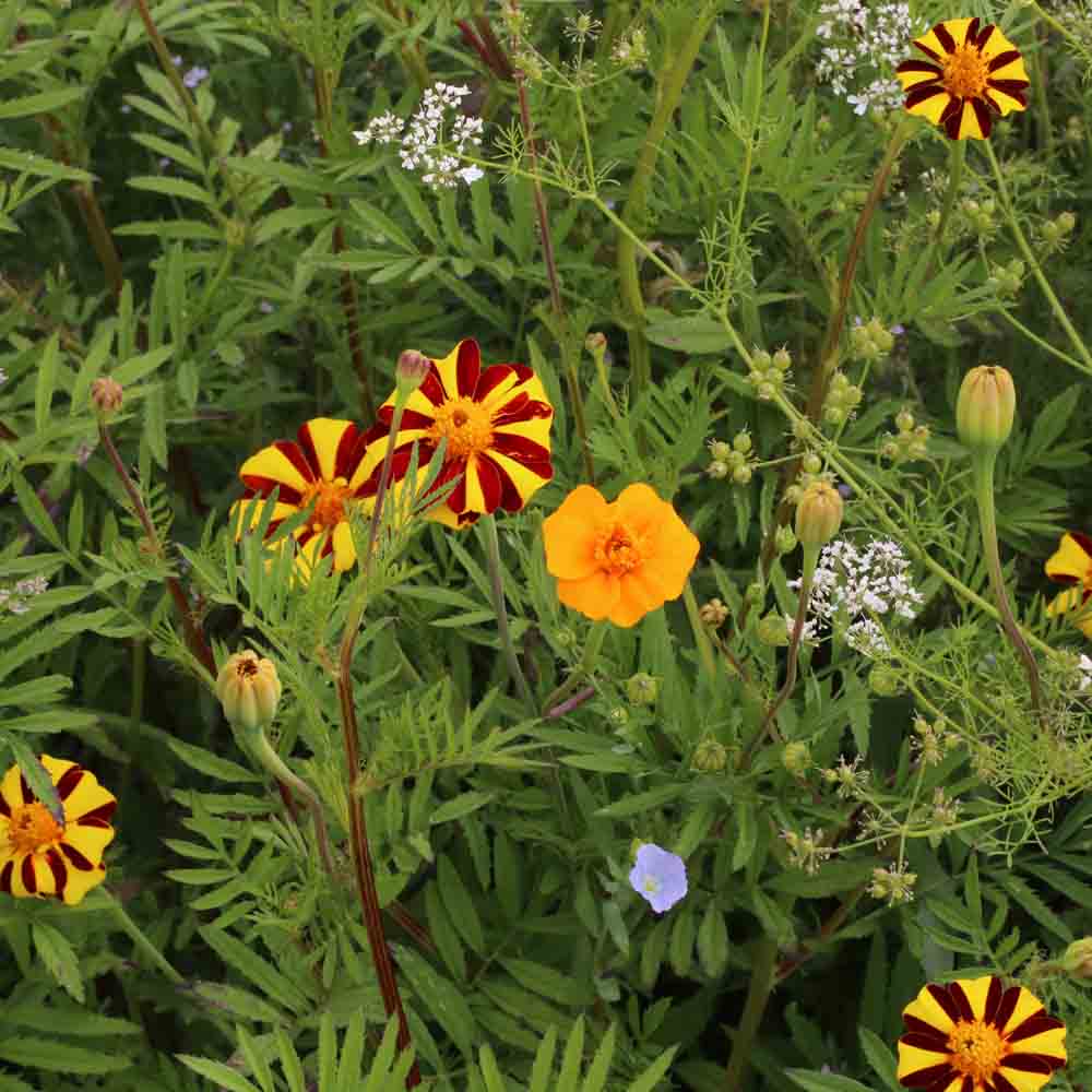 ferme-de-sainte-marthe-m-lange-fleuri-anti-doryphores-graines-non-trait-es image 1