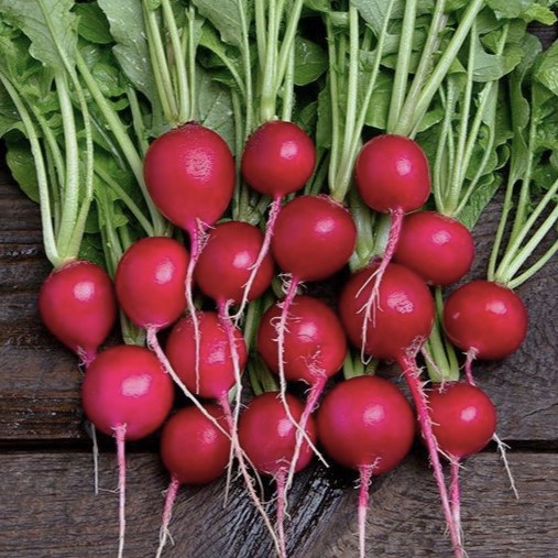 la-bo-te-graines-graines-l-gumes-radis-sora-bio-graines-rond-rouge image 1