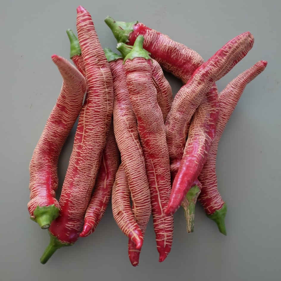 la-bo-te-graines-piment-rezha-macedonian-graines-bio-long image 1