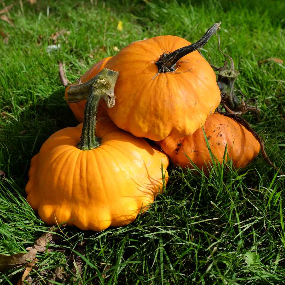 la-bo-te-graines-courge-p-tisson-orange-graines-bio-toile image 3