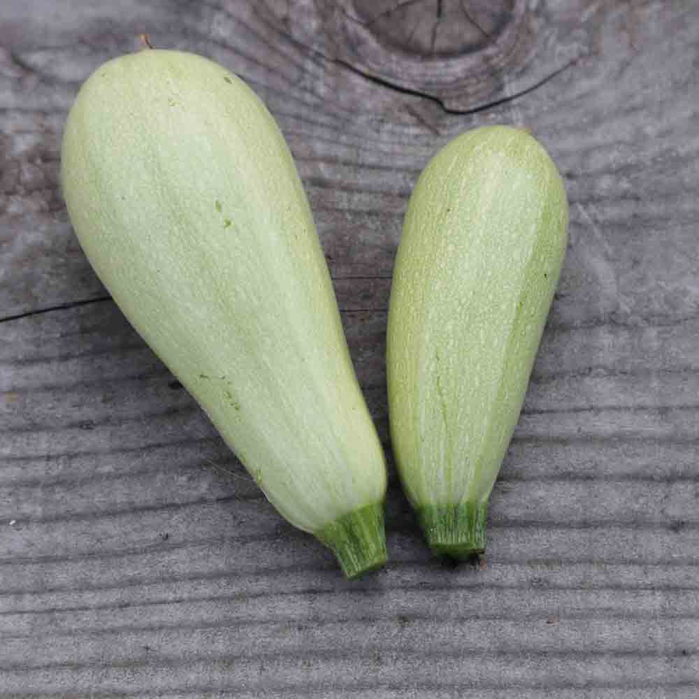 ferme-de-sainte-marthe-lebanese-white-bush-graines-courgette-bio image 1