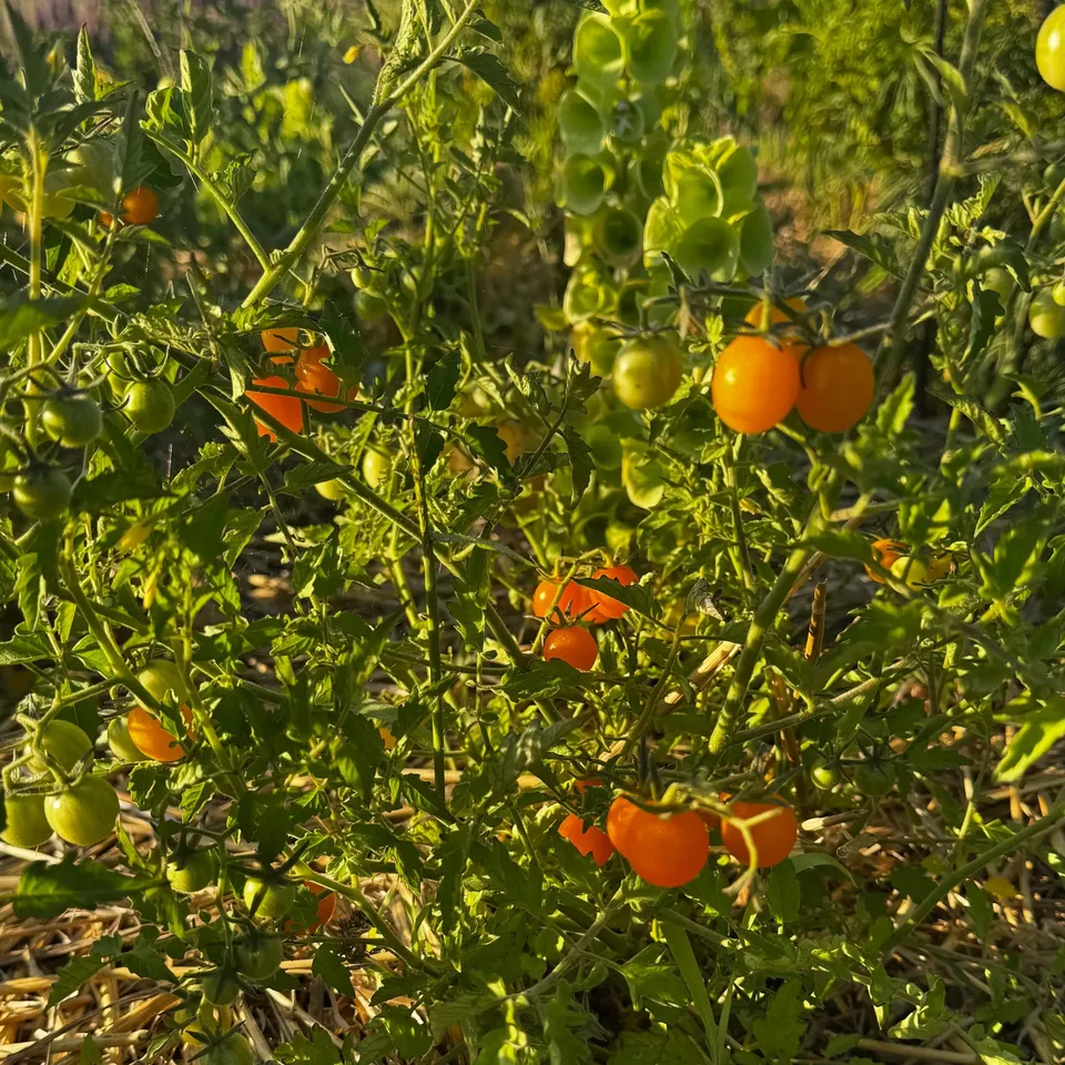 ferme-de-sainte-marthe-graines-potag-res-tomate-galapagos-cerise-bio-sucr-e image 1