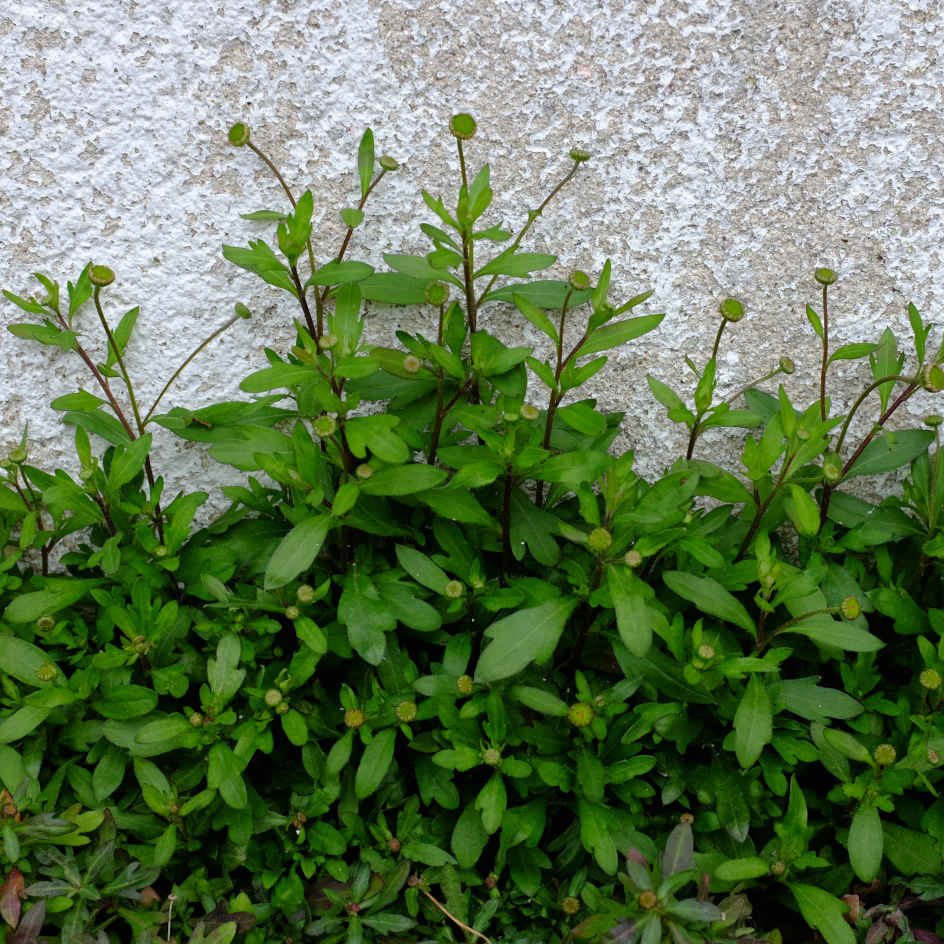 la-bo-te-graines-p-querette-des-murailles-bio-graines-fleurs-vivace image 3