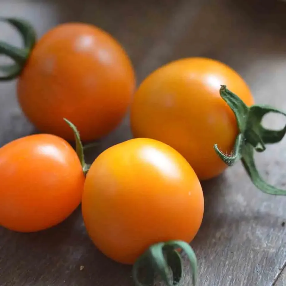 ferme-de-sainte-marthe-tomate-mini-orange-graines-bio-sachet image 1