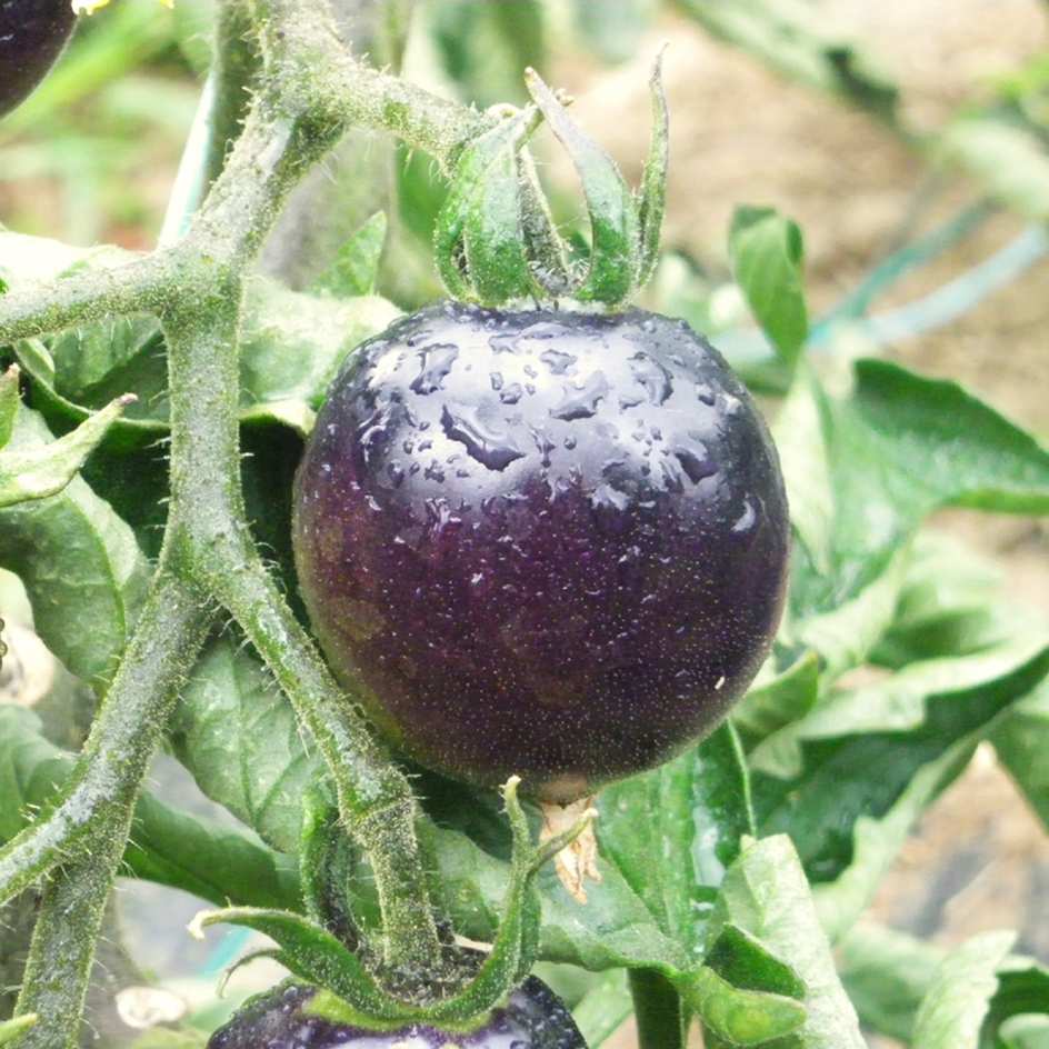 la-bo-te-graines-indigo-rose-graines-de-tomate-bio image 3