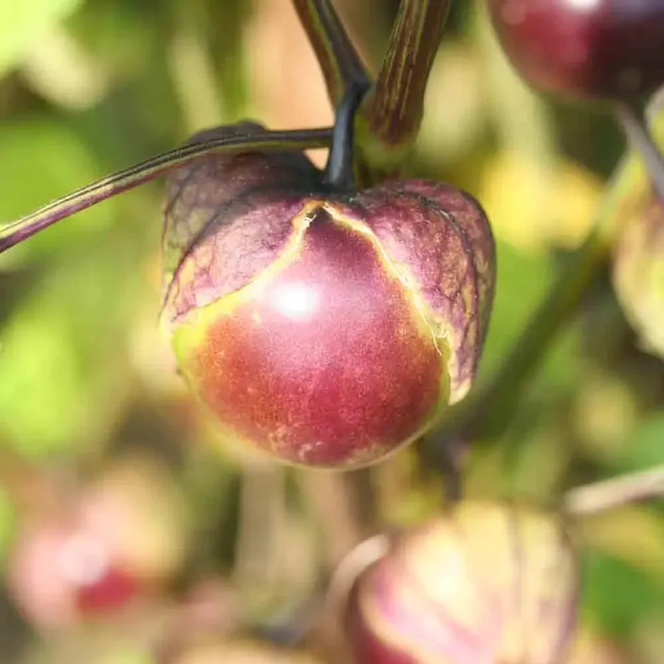 ferme-de-sainte-marthe-tomatillo-violet-graines-bio-physalis image 1