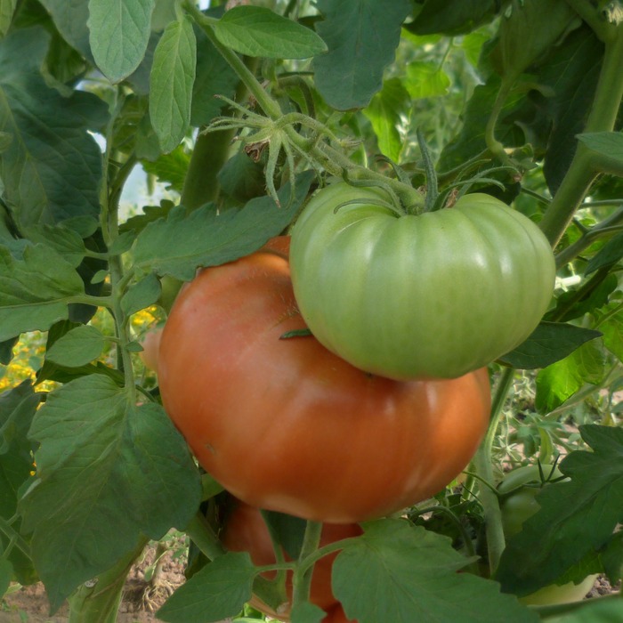 les-semences-de-l-ombelle-tomate-super-marmande-graines-bio image 1