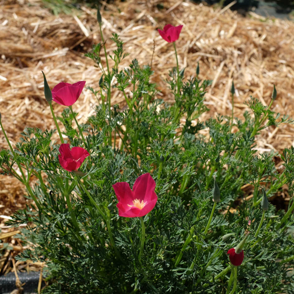 la-bo-te-graines-pavot-californie-carmin-pink-bio-graines-fleurs image 4