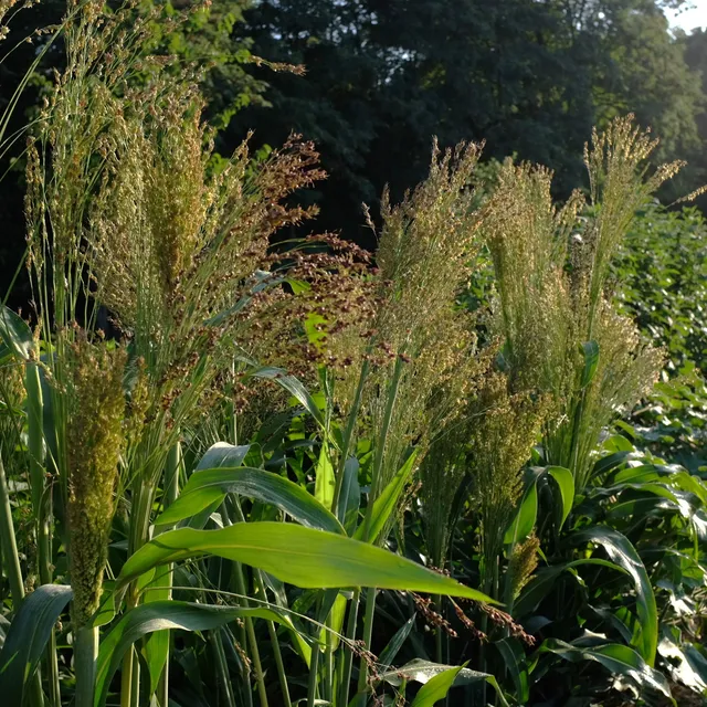 la-bo-te-graines-graines-l-gumes-sorgho-dwarf-mayo-bio-semences image 1