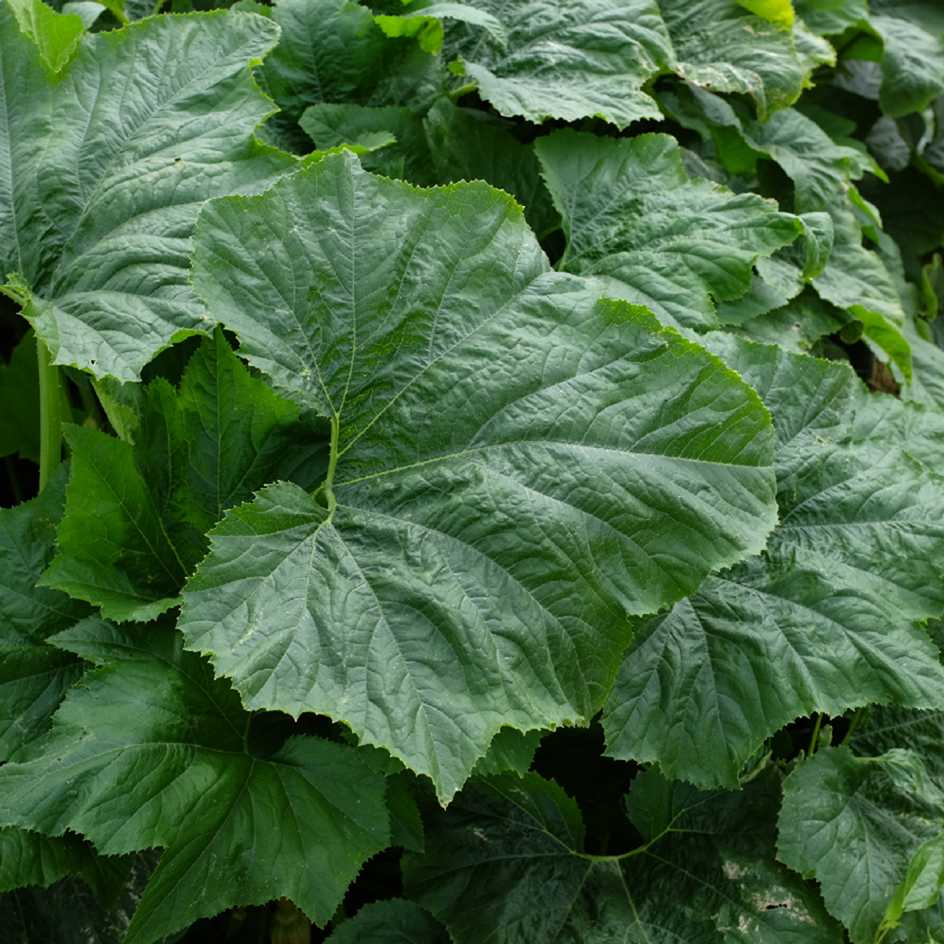 la-bo-te-graines-courgette-rugosa-friulana-graines-bio image 4