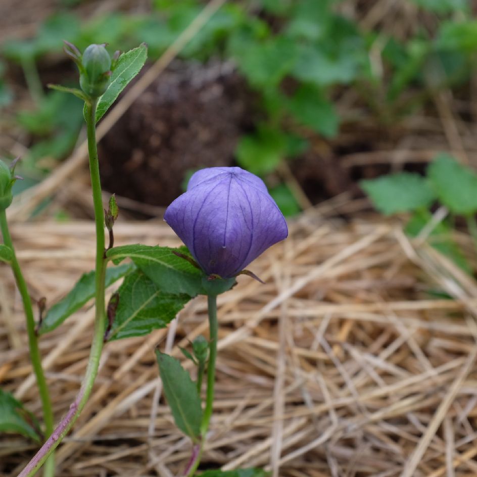 la-bo-te-graines-graines-fleurs-platycodon-grandiflora-graines-bleue-bio image 3