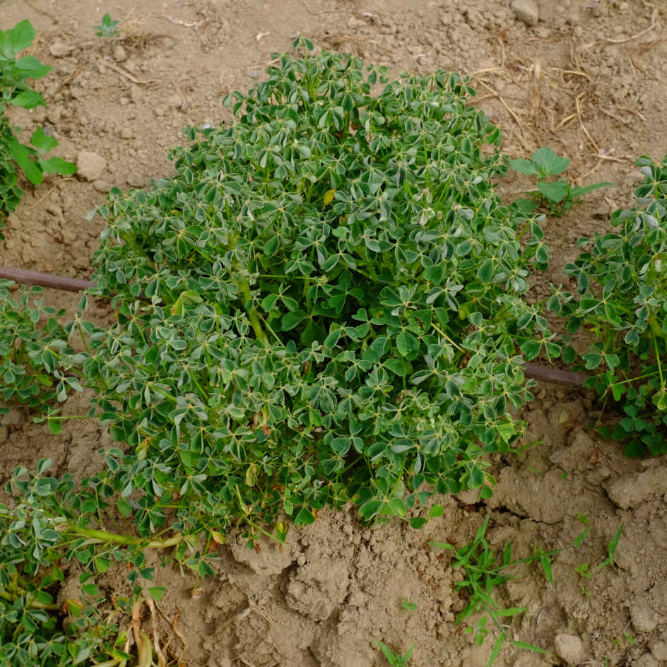 la-bo-te-graines-oca-du-p-rou-graines-l-gumes-bio-tubercule image 2