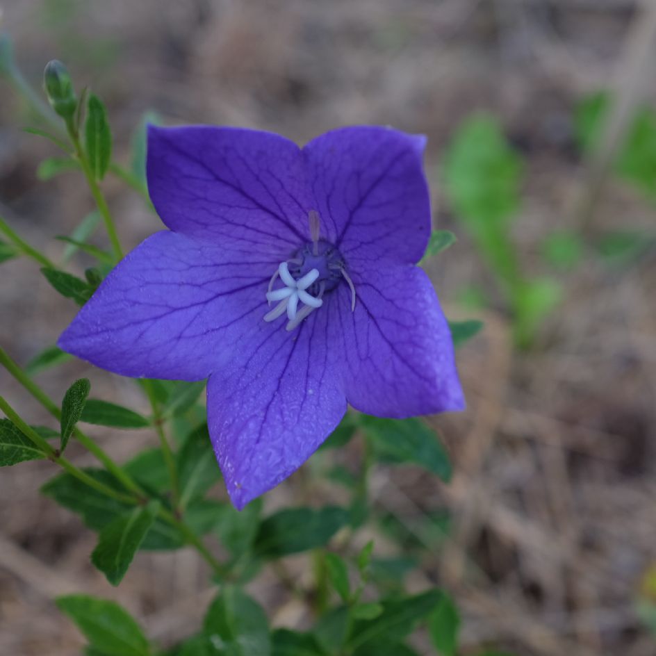 la-bo-te-graines-graines-fleurs-platycodon-grandiflora-graines-bleue-bio image 5