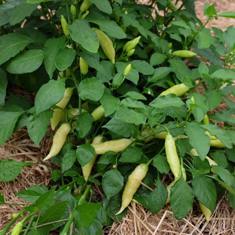 la-bo-te-graines-piment-sugar-rush-peach-graines-bio image 2