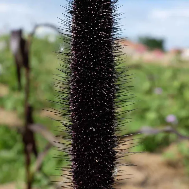 la-bo-te-graines-millet-purple-majesty-bio-graines-ornementales-pourpre image 1