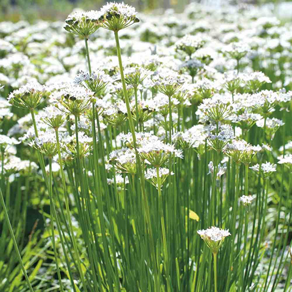 ferme-de-sainte-marthe-graines-aromatiques-ciboule-evergreen-nebuka image 1