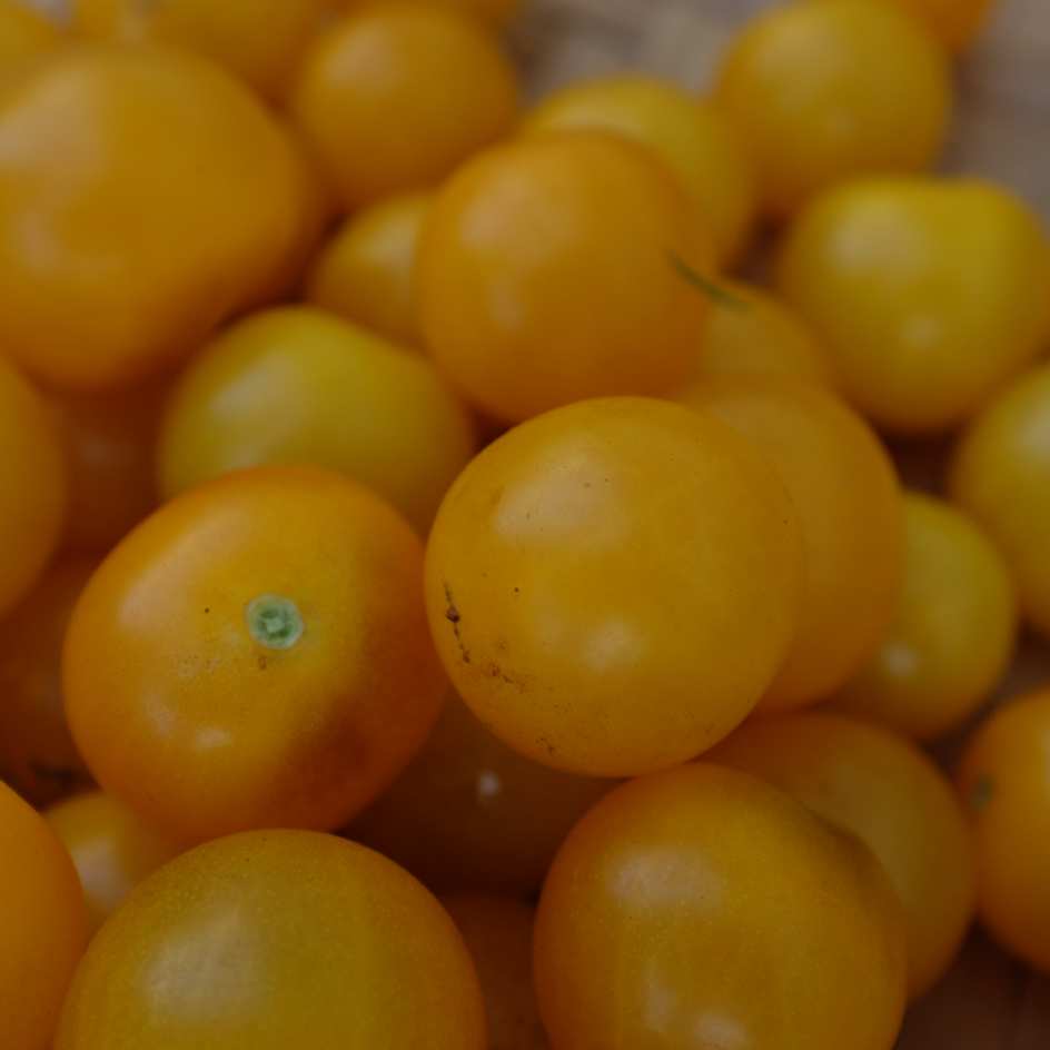 la-bo-te-graines-tomate-gold-robin-graines-l-gumes-bio-pot image 3