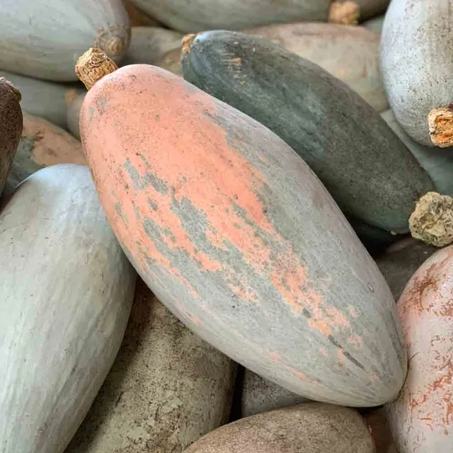 ferme-de-sainte-marthe-rainbow-banana-graines-de-potiron-bio image 1